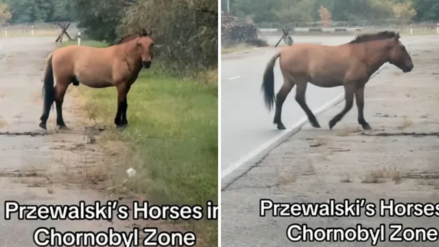 Przewalski's horses thrive in Chernobyl despite ongoing war
