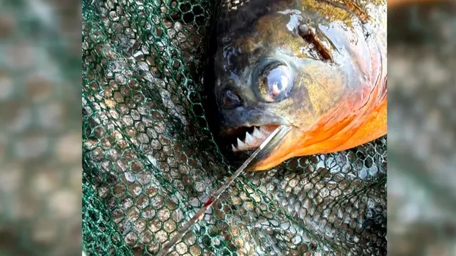 8-year-old catches piranha in Pennsylvania lake