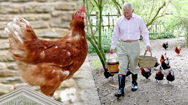 Henrietta the Hen Finds Royal Rescue from Slaughterhouse Fate