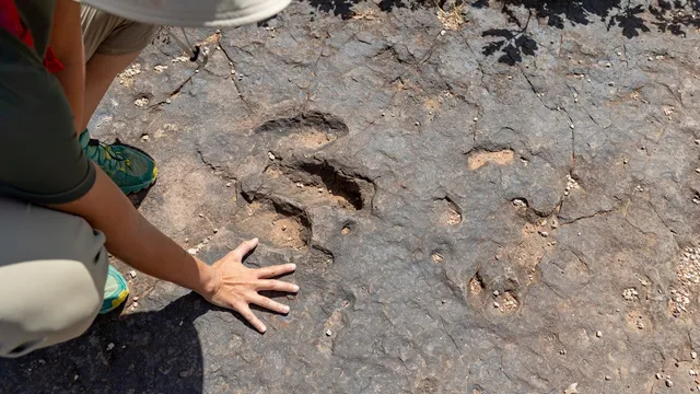 Youngest dinosaur tracks discovered in South Africa