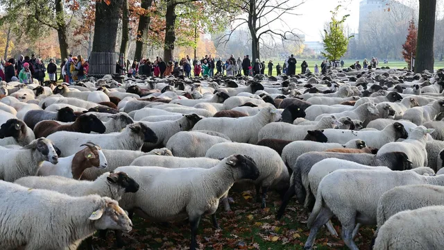 Nuremberg shepherd moves 600 sheep through city center for winter pastures