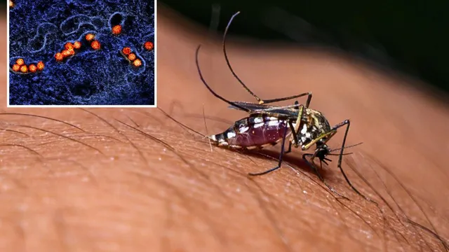 California reports first West Nile virus death of 2026