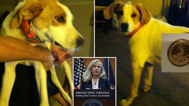 Virginia Governor's Office Restores Voting Rights of Deceased Dog, Lawmaker Demands Audit