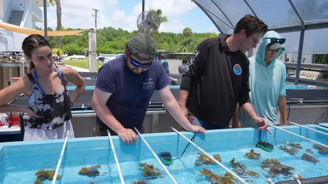 Scientists save endangered elkhorn coral from extinction