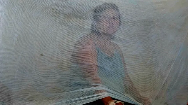 Dengue cases soar to record levels in the Americas