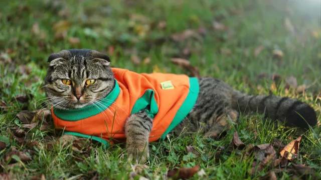Dog demands bedtime adherence from owner to avoid late-night barking