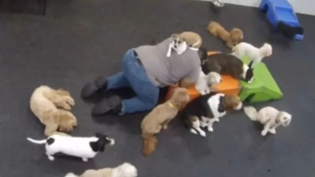 Dog owner unearths surprising truths about her pets at daycare