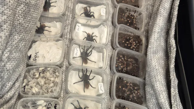 Global crackdown seizes record number of illegal wildlife trade items