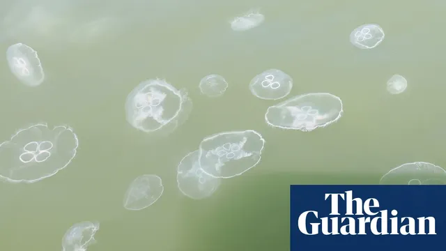Delaware beaches face jellyfish invasion causing hundreds of stings daily