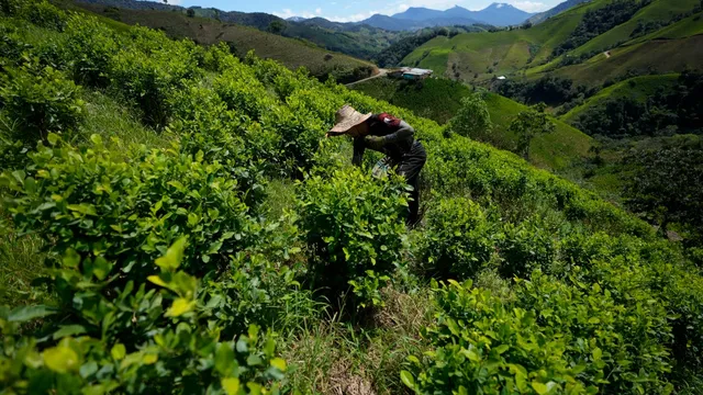 Colombia plans to use drones for coca crop spraying amid record cocaine production