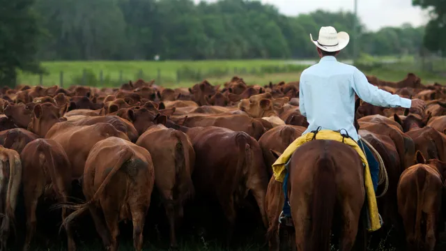 Chad Berger showcases the unseen labor of modern ranching in North Dakota