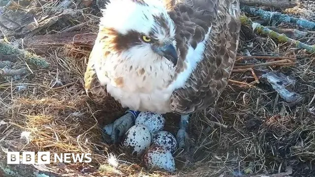 Osprey CJ7 lays fourth egg amid love triangle drama