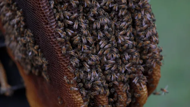 Honeybee deaths soar due to environmental challenges