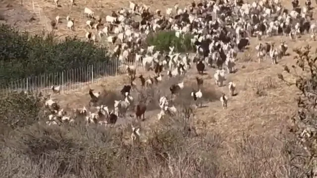 Sheepdog saves the day by guiding goats away from helicopter landing