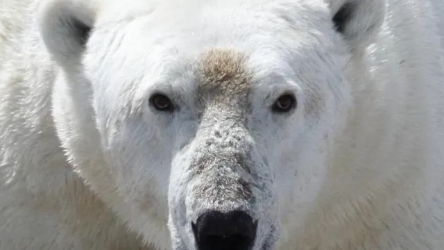 Man suffers severe injuries defending wife from polar bear attack