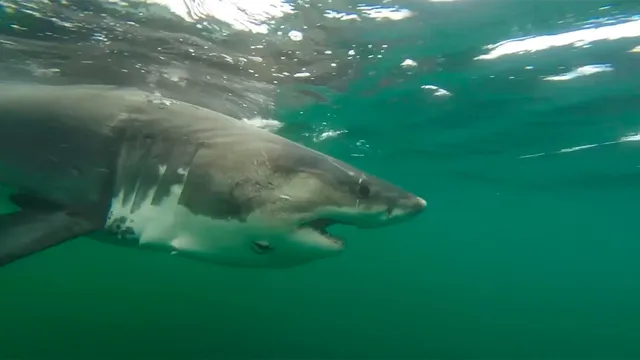 Great white shark Ernst travels remarkably westward to Mississippi coast