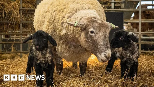 Fiona the 'loneliest' sheep gives birth to twins in Scotland