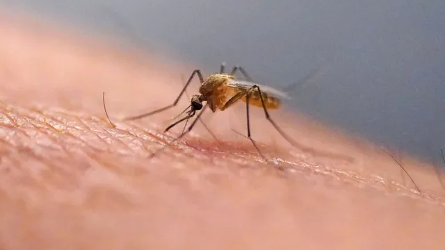 Chikungunya virus continues to spread as temperatures rise across Europe