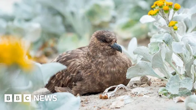 H5N1 bird flu strain reaches Australia for the first time