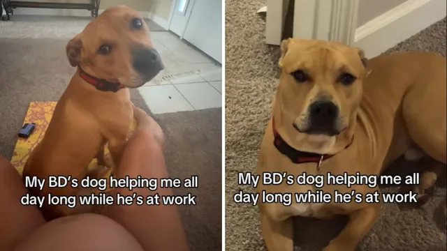 Rescue dog Grace shows immense love during car rides with owner