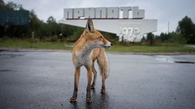 Chernobyl's wildlife adapts to radiation and its aftermath