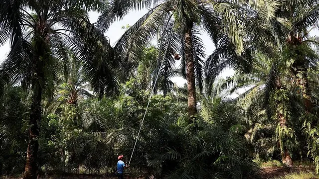 Malaysia's oil palm plantations age rapidly as yields stagnate