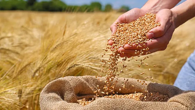 Russia exports record wheat volume to Tanzania in 2025/26 season