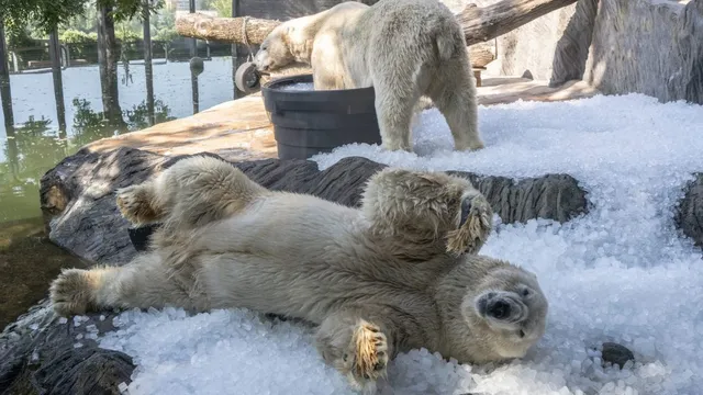 Prague Zoo adapts to extreme heat by giving polar bears ice baths