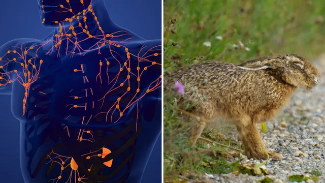Health officials investigate three suspected cases of rabbit fever in New York