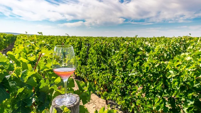 Hull could emerge as a new hub for cabernet sauvignon grapes