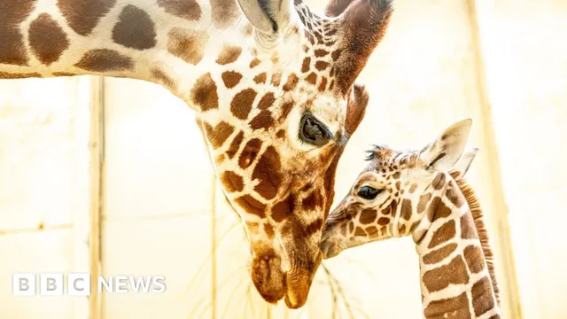 Endangered giraffe calf born after father's death at Whipsnade Zoo