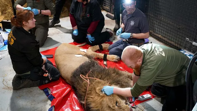Asiatic lion Sahee undergoes crucial fertility check amidst breeding program