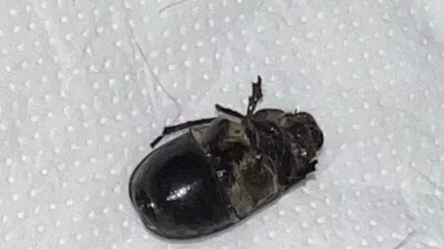 NHS worker horrified to find beetle in Primark cardigan