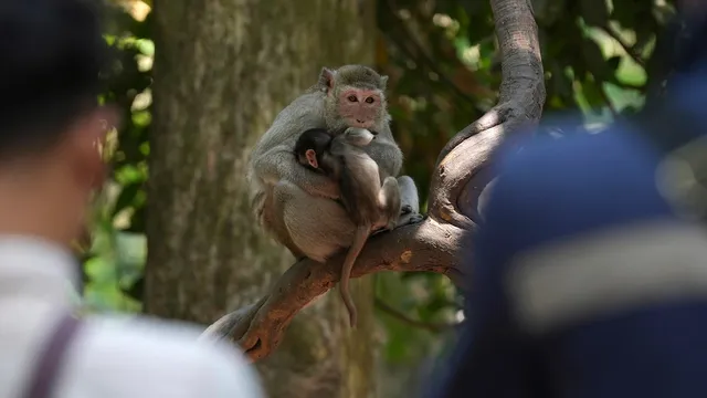 Thousands of monkeys imported to Canada amid ethical concerns