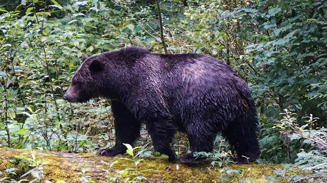 Grizzly bear injures 11 schoolchildren and teachers in British Columbia