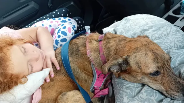 Family flees Morocco after cruel dog slaughter impacts young girl