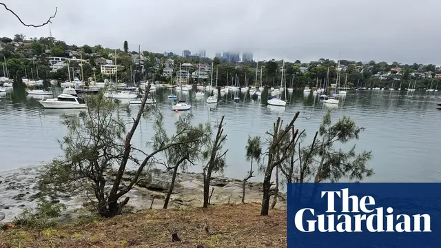 Gardener fined for unlawfully clearing 287 trees in Sydney