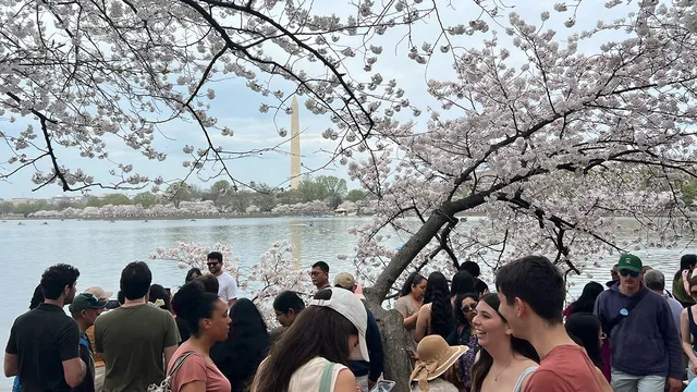 Washington, D.C. welcomes thousands to witness cherry blossoms in full bloom