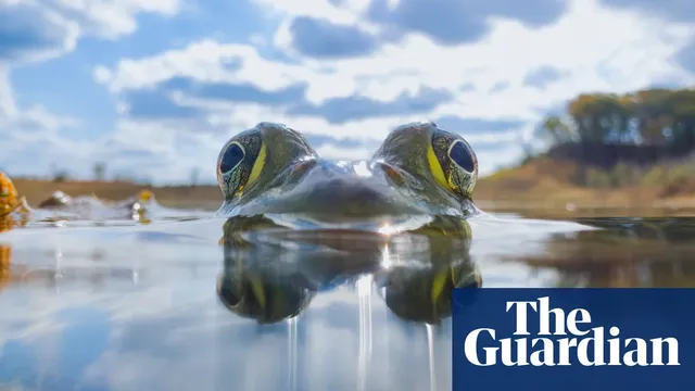 Photographer captures giant bullfrog from underwater perspective