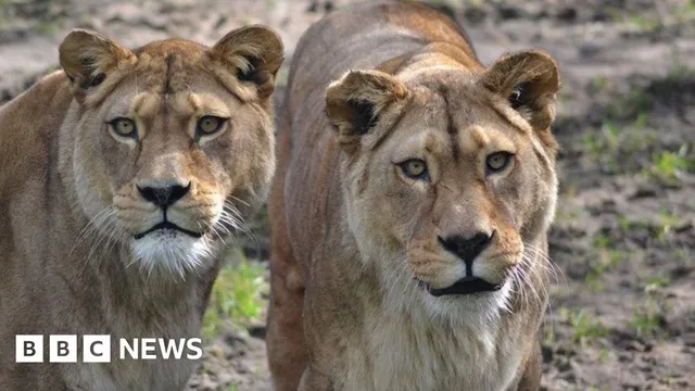 Barbary lionesses euthanised at Belfast zoo amid health concerns