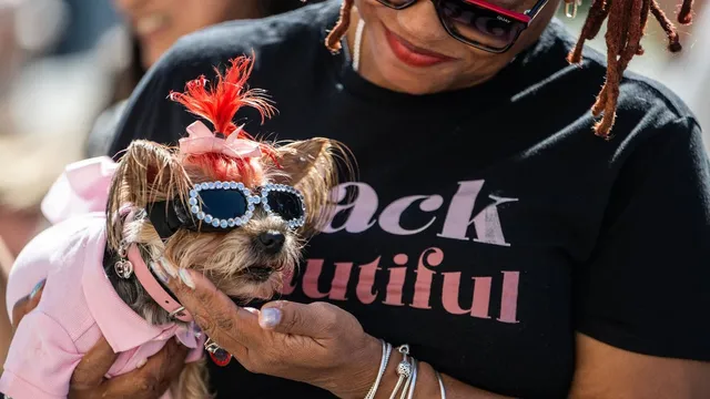 Gut health influences survival rates of dogs post-cancer treatment