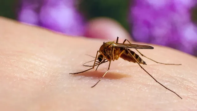 Mosquitos in Riverwoods test positive for West Nile virus
