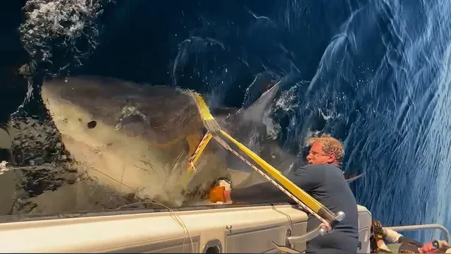 Great white shark Contender returns to Florida after epic migration