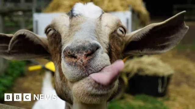 Goat sanctuary overwhelmed by increasing abandonment of goats