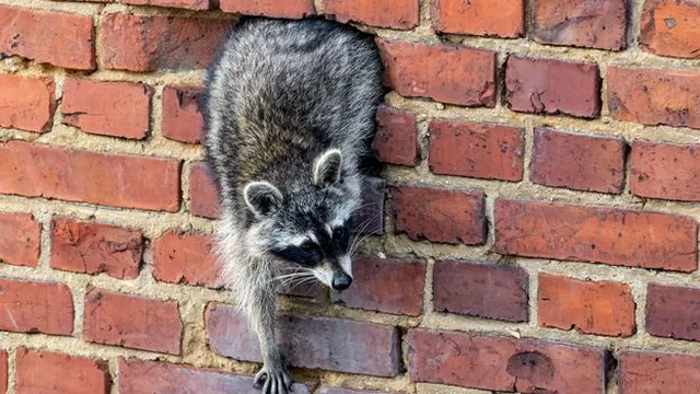 Raccoons in Germany not released by Göring, research shows