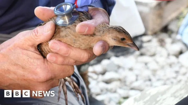 Corncrake Bird Returns to Norfolk