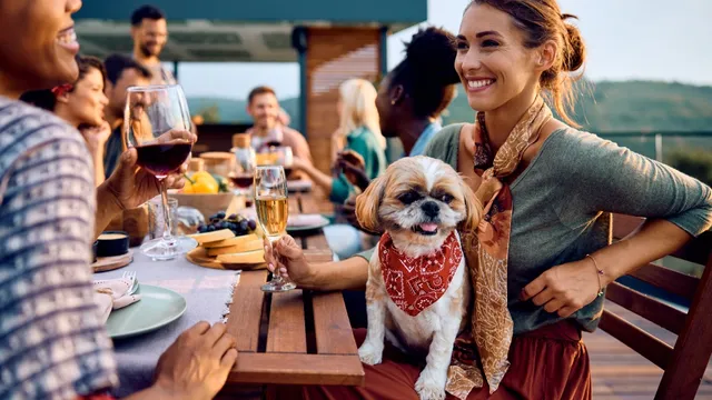 Dogs pick up emotional cues by watching their owners