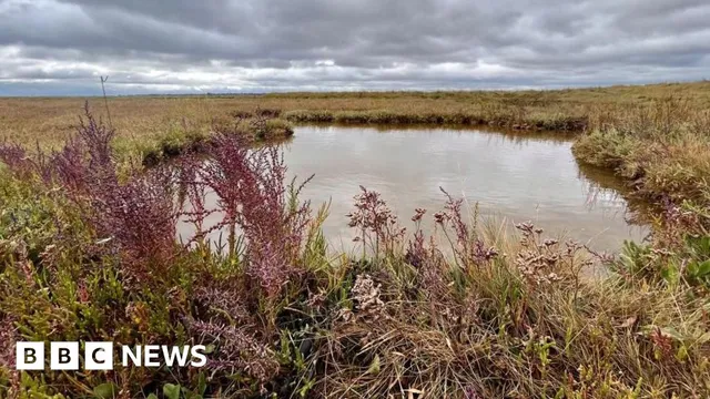 Restoration of Essex Saltmarshes: A Key Climate Action Near Colchester