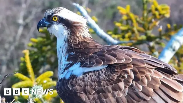 Ospreys successfully nest at Careys Secret Garden after 180 years