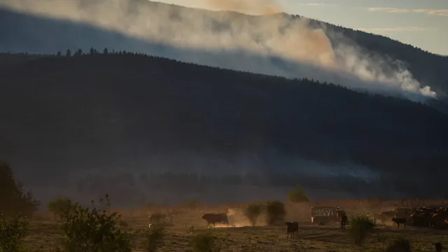 Farmers risk lives to protect homes and livestock during wildfires